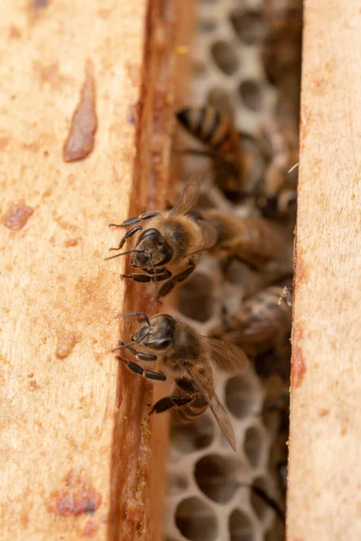 Abstract Hexagon Structure Honeycomb Bee Hive Filled Golden Honey Honeycomb — Stock Photo, Image