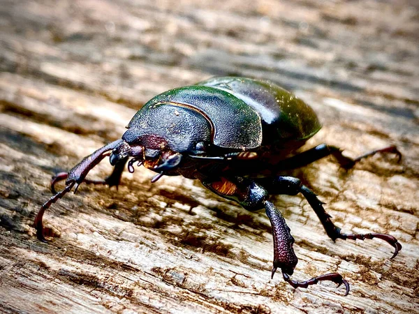 Male stag beetle with long and sharp jaws in wild forest sitting on the trunk of an oak tree. Beetle stag consist of big horns, beautiful strong legs. Stag beetle ready to attack for your life.