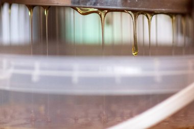 Altın nektarla doldurulmuş altıgen bal peteklerinden bir damla bal damlıyor. Bal peteği yaz kompozisyonu. Doğal bal damlası, balmumu çerçeveli arı damlası. Bal damlası bal damlatıyor bal peteğine.