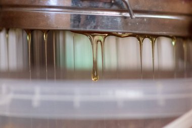 Altın nektarla doldurulmuş altıgen bal peteklerinden bir damla bal damlıyor. Bal peteği yaz kompozisyonu. Doğal bal damlası, balmumu çerçeveli arı damlası. Bal damlası bal damlatıyor bal peteğine.