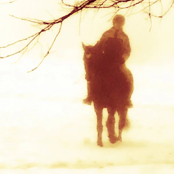 美丽的野马在冬天空旷的草地上 马食白雪 马的种马 头像很长 站立着 外面的马驹 还有骑马的马 — 图库照片