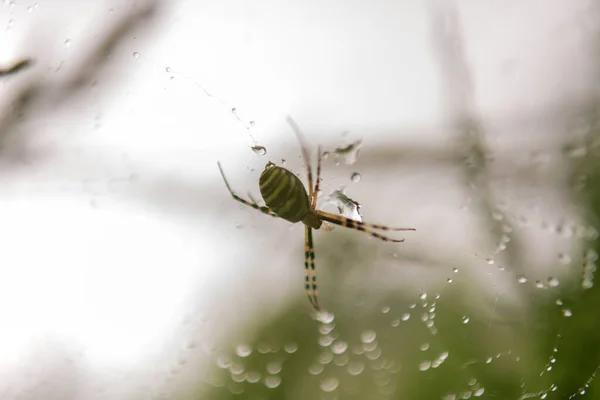 Fotografie Zum Thema Große Tabby Spinne Auf Tau Netz Nahaufnahme — Stockfoto