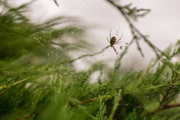 Photographie Thème Grande Araignée Tabby Sur Toile Rosée Gros Plan — Photo