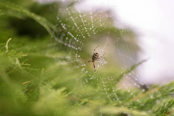 摄影主题是大蜘蛛在露水网上 紧贴叶子背景 图片由天然的老蜘蛛在结构化的露水网上组成 露网上美丽的黑蜘蛛捕猎苍蝇以换取美味的食物 — 图库照片