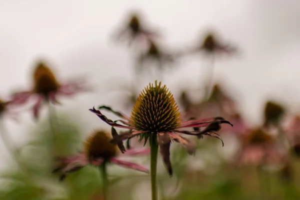 살아있는 꽃다발 Echinacea 에키네시아 둥근된 잔디의 에키네시아 — 스톡 사진