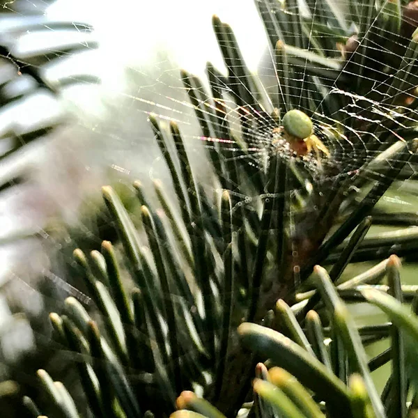 摄影主题是大蜘蛛在露水网上 紧贴叶子背景 图片由天然的老蜘蛛在结构化的露水网上组成 露网上美丽的黑蜘蛛捕猎苍蝇以换取美味的食物 — 图库照片