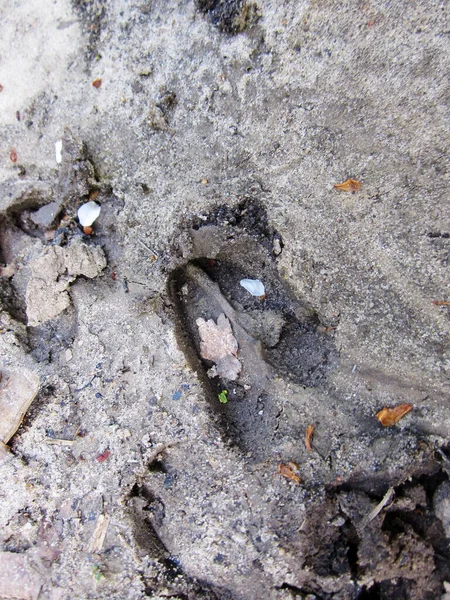 Photography to theme big footprint animal cow close up on gray earth background. Photo consisting of natural old footprint animal cow outdoors top view. Muddy dark footprint animal cow on dry ground.