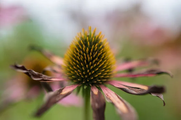 Échinacée Florale Fleurie Avec Feuilles Nature Naturelle Vivante Arôme Bouquet — Photo