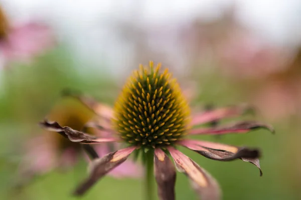 Virágzó Levelek Élő Természetes Természet Aroma Csokor Növény Virág Echinacea — Stock Fotó