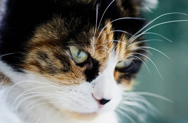 Retrato Close Gato Tricolor Sério Com Olhos Inteligentes Verdes Fundo — Fotografia de Stock