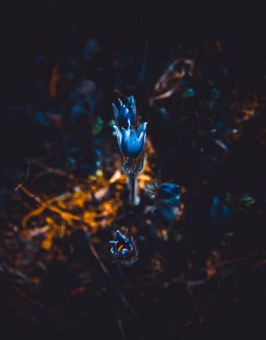 Beautiful pasqueflower blooming in the spring dark magic forest. The genus Pulsatilla. Common names include pasque flower, wind flower, prairie crocus. Wallpaper, calendar clipart