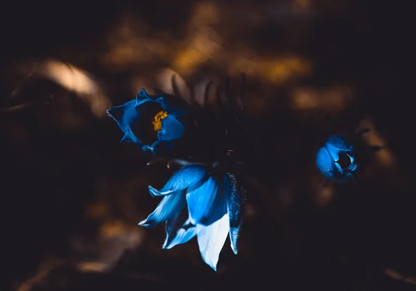 Trois Fleurs Pâtes Fleurissent Dans Forêt Magie Noire Mai Belles — Photo