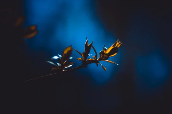 魔法の若いライラックの枝 素晴らしい芽 注射器 オリーブ科 春の森の中のオリーブ カレンダー — ストック写真