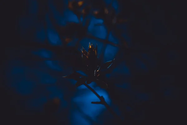 Magical Young Lilac Branch Blue Dark Amazing Sprout Syringa Olive — Stock Photo, Image