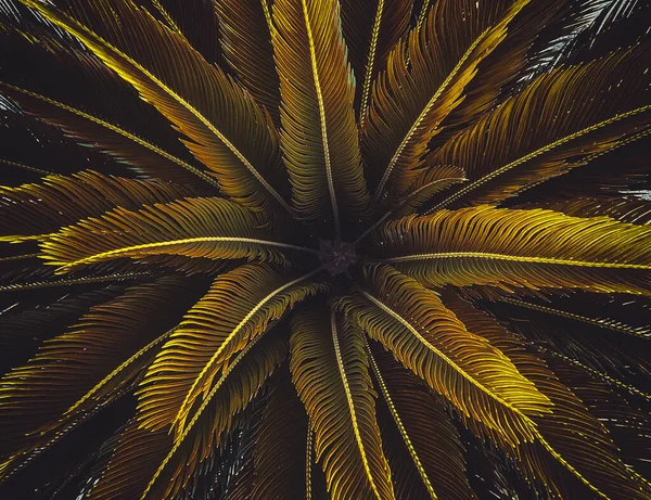 壁紙のためのアート加工でパーム Cycas Rivoluta Sago Palm 科Cycadaceaeにおける体育精子の種 — ストック写真