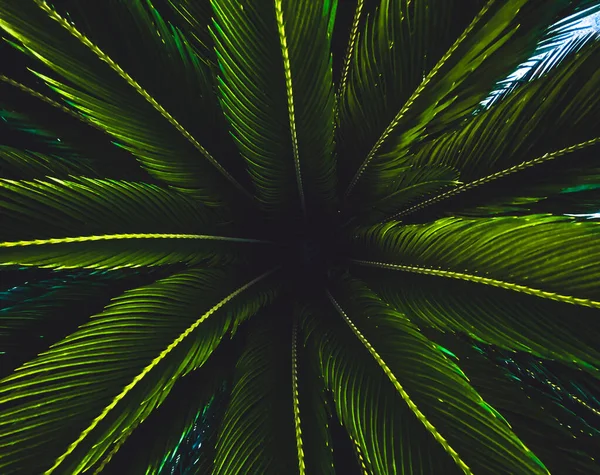 壁紙のためのアートグロー加工でパーム Cycas Rivoluta Sago Palm 科Cycadaceaeにおける体育精子の種 — ストック写真