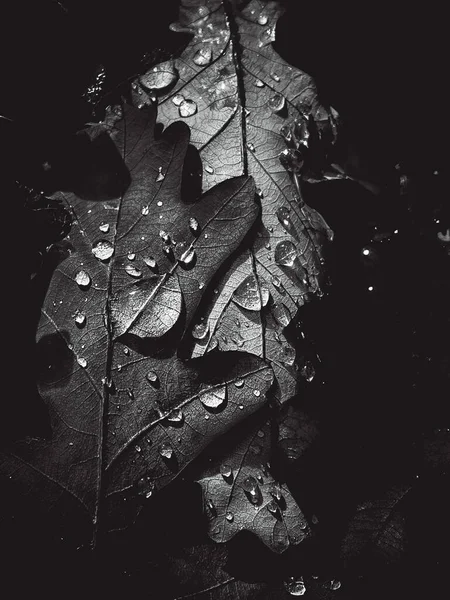 Increíble imagen vertical de hojas en blanco y negro, procesamiento artístico para el diseño de papel pintado o sitio web, hermoso —  Fotos de Stock