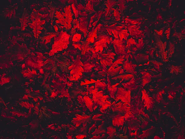 Parlak kırmızı yapraklar, duvar kağıdı veya web sitesi tasarımı için sanatsal işlem, güzel — Stok fotoğraf