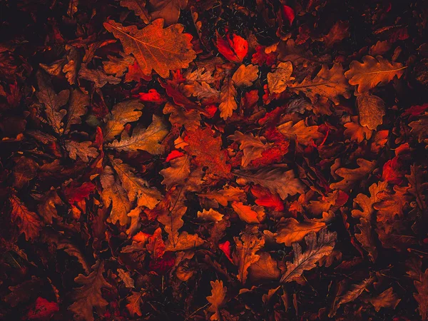 Laranja brilhante e folhas vermelhas, processamento artístico para papel de parede ou design de site, bonito — Fotografia de Stock