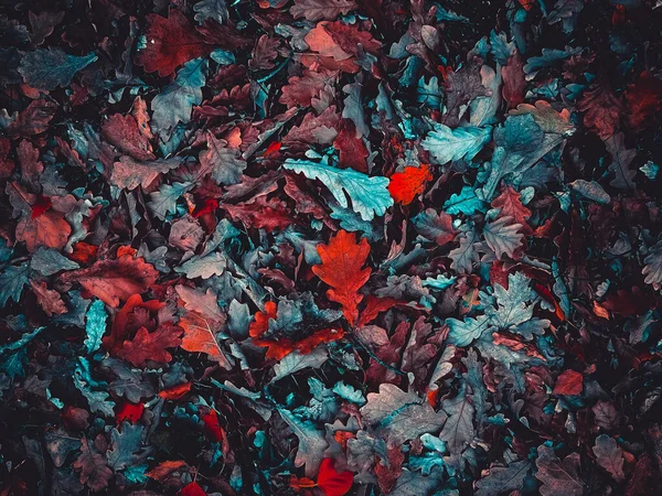 Erstaunliches Bild von roten und türkisfarbenen Blättern, künstlerische Verarbeitung für Tapeten oder Website-Design, schöne Textur — Stockfoto