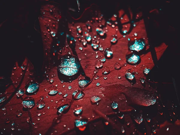 Amazing picture of red and turquoise leaf, artistic processing for wallpaper or website design. Drops after rain