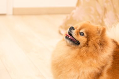 kırmızı köpek doğurmak minyatür Pomeranian ilgiyle bakıyor. duygu ilgi ve dikkat
