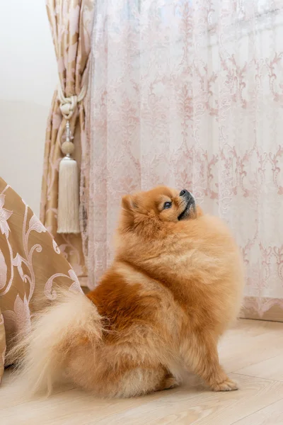 Червона собака породи мініатюрні Поморського дивиться з інтересом. емоції інтерес і увага — стокове фото