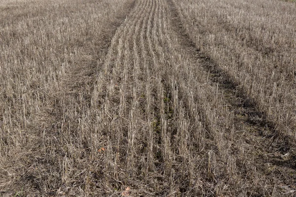 Campo de tallos secos. imagen de fondo gris. Campo después de la cosecha . —  Fotos de Stock