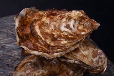 İstiridye ilk boyutu taş. taze ham gurme deniz ürünleri