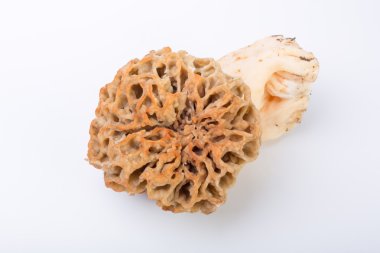 Morel mantarlı beyaz zemin üzerinde. ham mantar yumurta şapka ile. Lat: Morchella esculenta