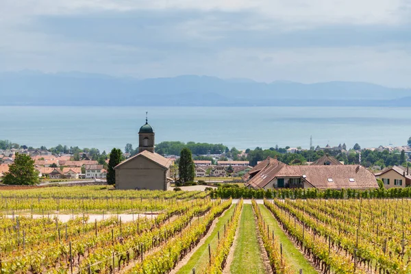 Пейзажи Города Ролле Кантон Водуа Швейцария Виноградники Швейцарии Весной Красивый Стоковое Фото