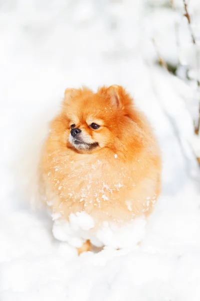 kırmızı köpek Pomeranian Kışın açık havada kar
