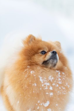 kırmızı köpek Pomeranian Kışın açık havada kar