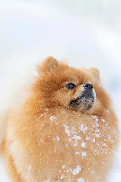 Perro rojo Pomerania invierno al aire libre en la nieve — Foto de Stock