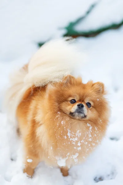 Cane rosso Pomerania inverno all'aperto sulla neve — Foto Stock