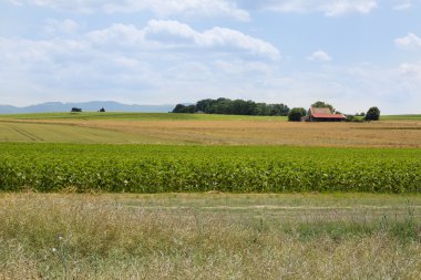 kırpma alanları kırsal manzara