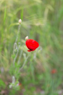 Kırmızı gelincik çim yaz gün