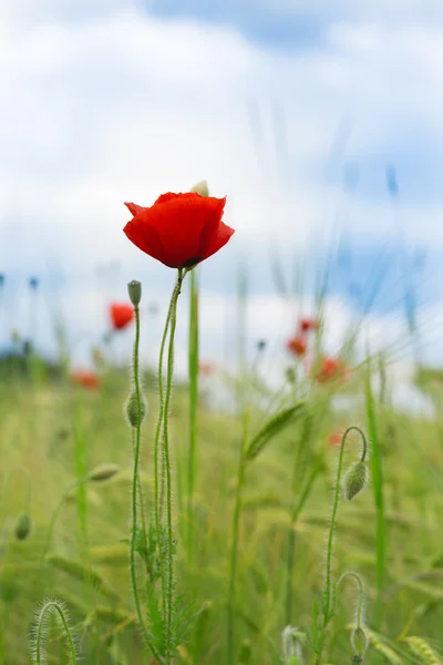 Red poppy in the grass in the summer day — Stock Photo, Image