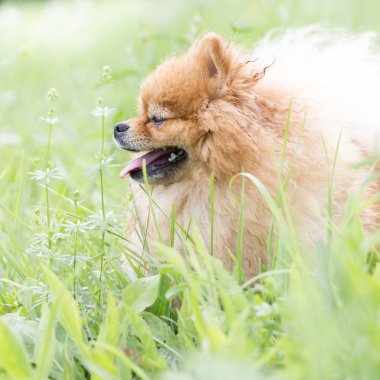kırmızı köpek oyuncak doğurmak