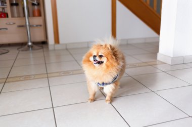 kırmızı köpek oyuncak doğurmak