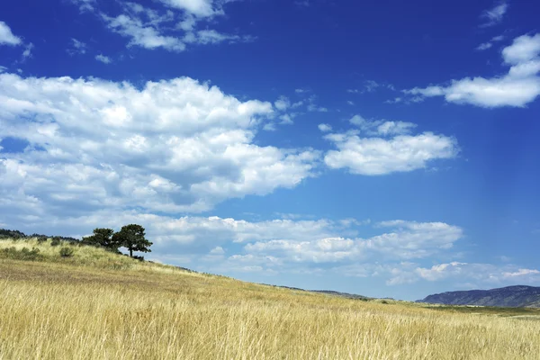 Two pine trees next to a field of grass — Stock Photo, Image