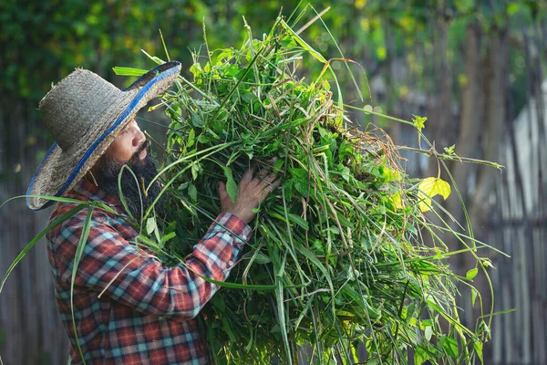 Gardener Holding Clump Grass His Arm — Stock Photo, Image