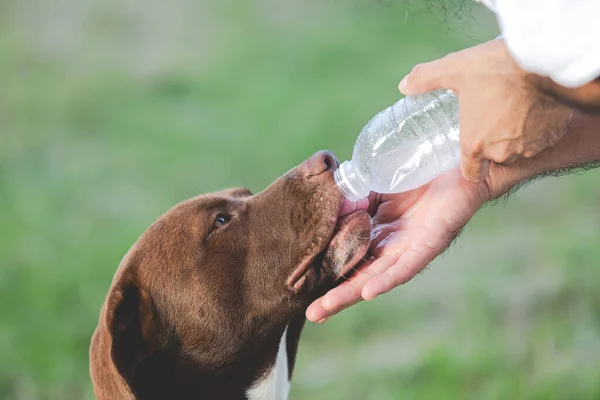 The owner gave dogs the water from bottle to drink.