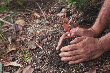Adamın elleri bitki dikiyor. 