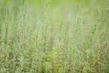 Doğada biberiye bitkileri 