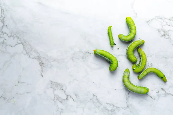 green worm on white marble floor