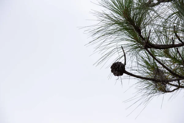 Natural Fresh Pine Pine Cones — Fotografia de Stock