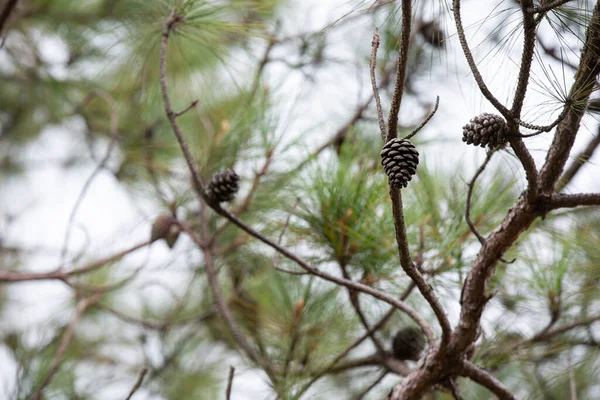 Natural Fresh Pine Pine Cones — Stock Photo, Image