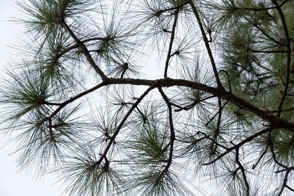 Natural Fresh Pine Tree Winter Season — Fotografia de Stock