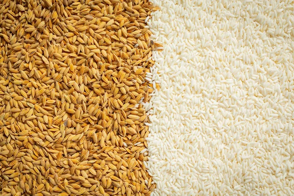 Paddy Rice White Rice Background — Stock Fotó